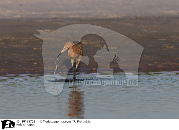 reddish egret / FF-13723