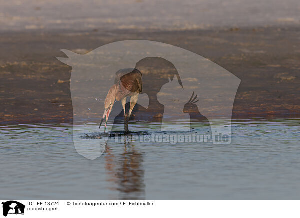 Rtelreiher / reddish egret / FF-13724