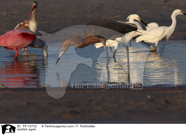 Rtelreiher / reddish egret / FF-13732