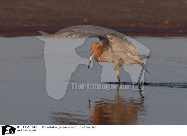 Rtelreiher / reddish egret / FF-13741