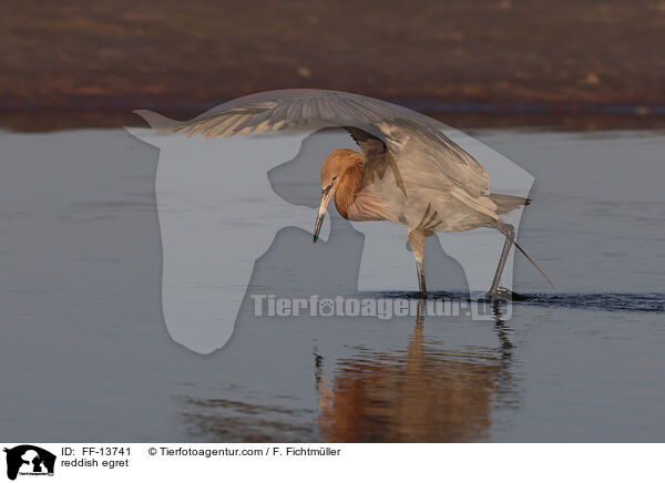 reddish egret / FF-13741