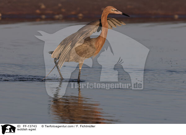 Rtelreiher / reddish egret / FF-13743