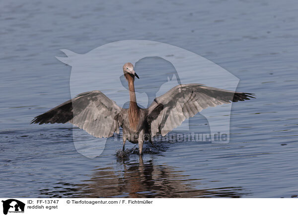 reddish egret / FF-13747