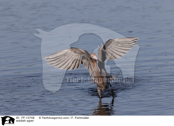 reddish egret / FF-13748