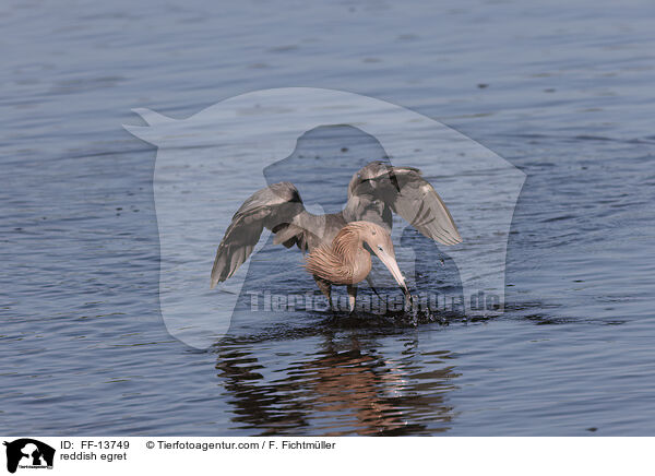 reddish egret / FF-13749