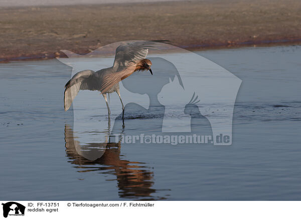 Rtelreiher / reddish egret / FF-13751