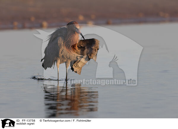 Rtelreiher / reddish egret / FF-13758