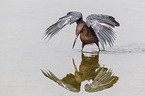 reddish egret