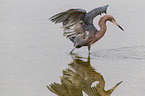 reddish egret