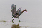 reddish egret