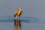 reddish egret