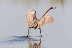 reddish egret