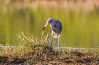 reddish egret