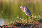 reddish egret