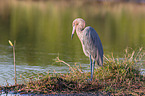 reddish egret