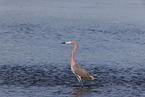 reddish egret