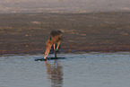 reddish egret