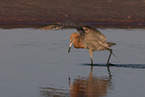 reddish egret