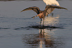 reddish egret