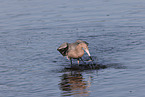 reddish egret