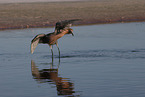 reddish egret