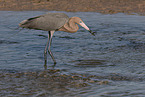 reddish egret