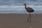 reddish egret