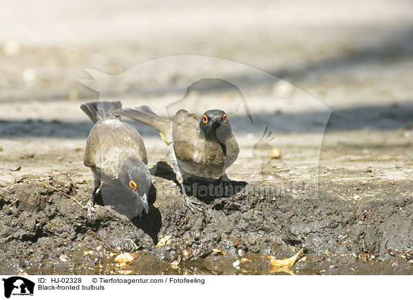 Black-fronted bulbuls / HJ-02328