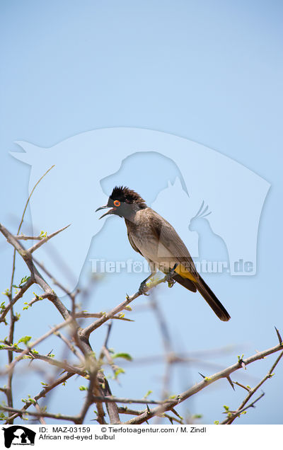 Maskenblbl / African red-eyed bulbul / MAZ-03159