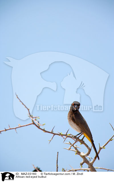 Maskenblbl / African red-eyed bulbul / MAZ-03160