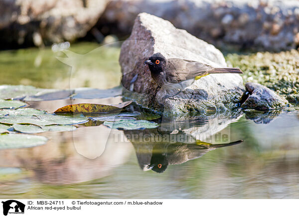 African red-eyed bulbul / MBS-24711