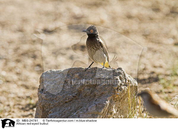 African red-eyed bulbul / MBS-24781