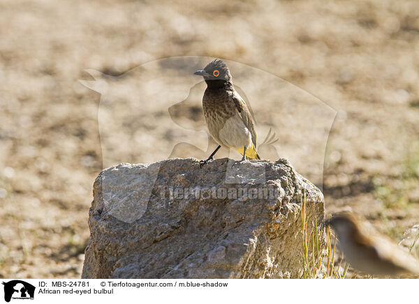 Maskenblbl / African red-eyed bulbul / MBS-24781