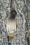 Black-fronted bulbul