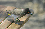 Black-fronted bulbul