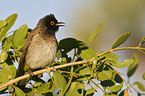 black-fronted bulbul