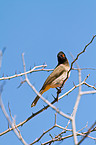 African red-eyed bulbul