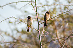 African red-eyed bulbuls
