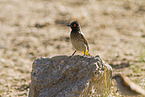 African red-eyed bulbul