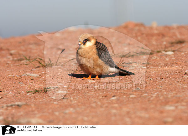 red-footed falcon / FF-01611