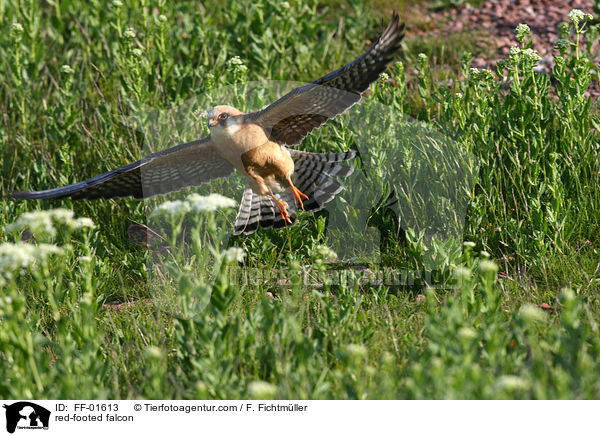 Rotfufalke / red-footed falcon / FF-01613