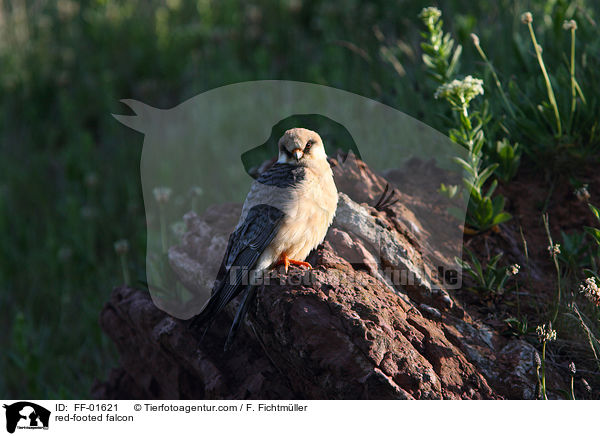 red-footed falcon / FF-01621