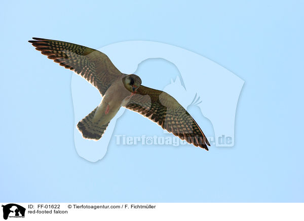 red-footed falcon / FF-01622