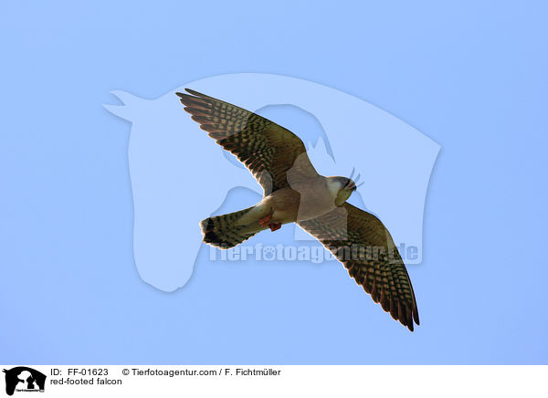 red-footed falcon / FF-01623