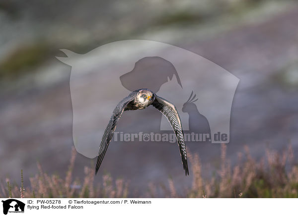 flying Red-footed Falcon / PW-05278