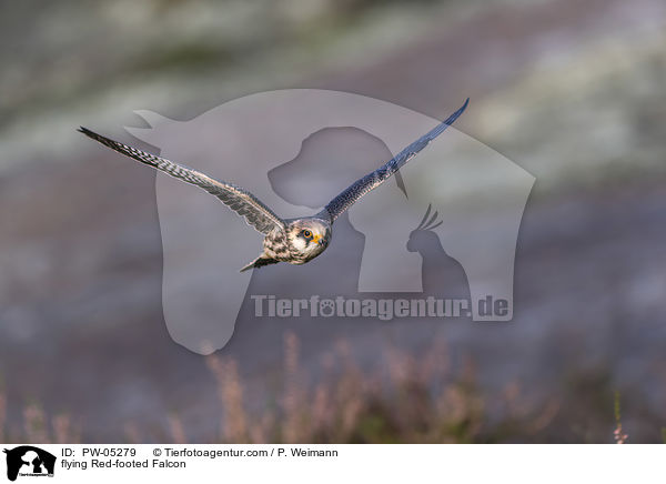 flying Red-footed Falcon / PW-05279