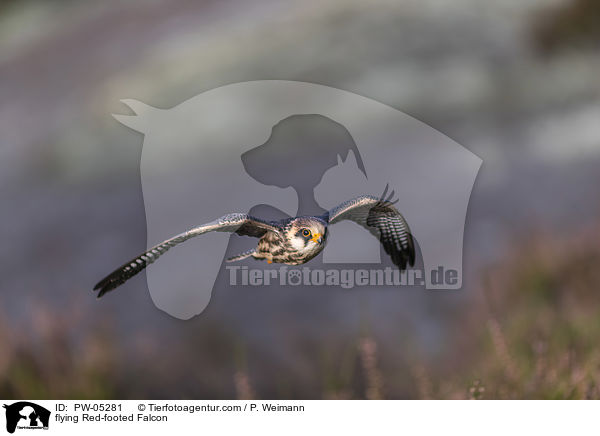 fliegender Rotfussfalke / flying Red-footed Falcon / PW-05281