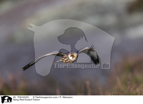 flying Red-footed Falcon / PW-05281