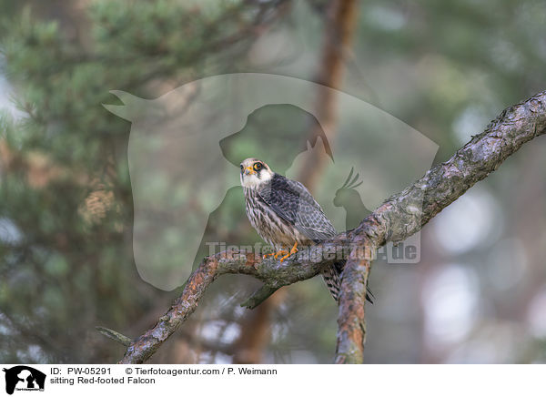 sitting Red-footed Falcon / PW-05291