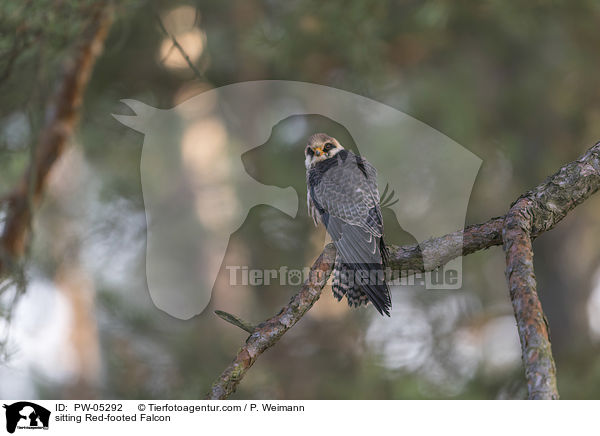 sitting Red-footed Falcon / PW-05292